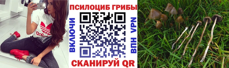 Псилоцибиновые грибы мицелий  Вольск 